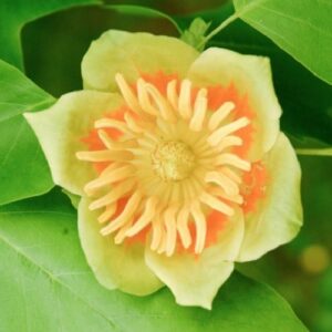 Liriodendron tulipifera, Tulip Tree - Pb6.5 (100/120)