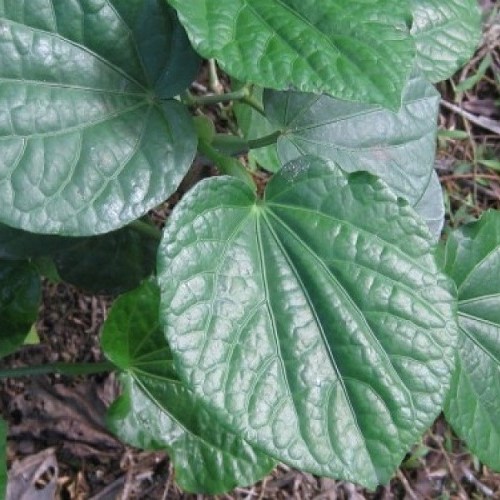 Macropiper melchoir, Three Kings Kawakawa - 2.5Ltr - Image 2