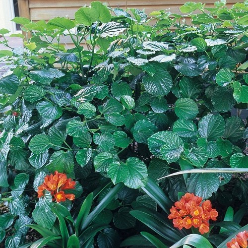 Macropiper melchoir, Three Kings Kawakawa - 2.5Ltr