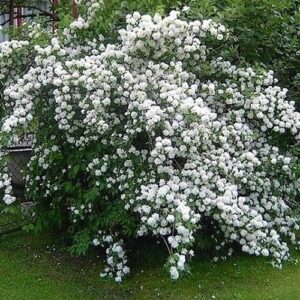 Philadelphus Virginal, Mock Orange - 4.5Ltr