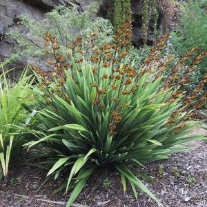 Phormium Emerald Green - Pot
