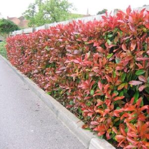 Photinia Red Robin - 25Ltr