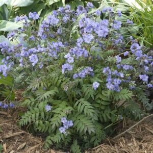 Polemonium Heaven Scent, Jacob's Ladder - 1.5Ltr