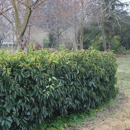 Prunus lusitanica, Portugal Laurel - 1.2m stem, topiary standard 35ltr