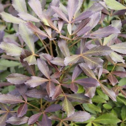 Pseudopanax lessonii Purpurea - Coastal Five Finger - Pb18/Pb28 - Image 2