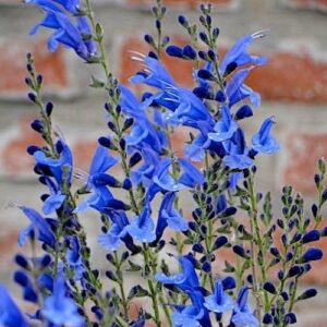 Salvia Amore - 2.5Ltr