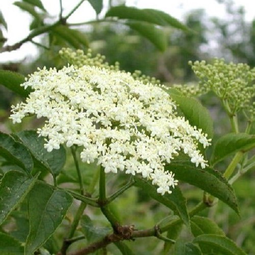 Sambucus nigra, Elderberry - Pb6.5 (30/100) - Image 2