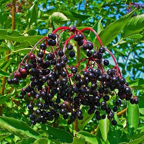 Sambucus nigra, Elderberry - Pb6.5 (30/100) - Image 3