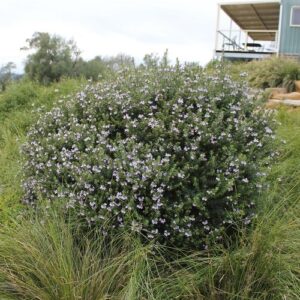 Westringia Naringa - 2Ltr