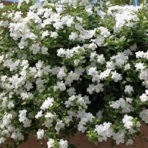 Bacopa Double White - 1.3Ltr/1.5Ltr