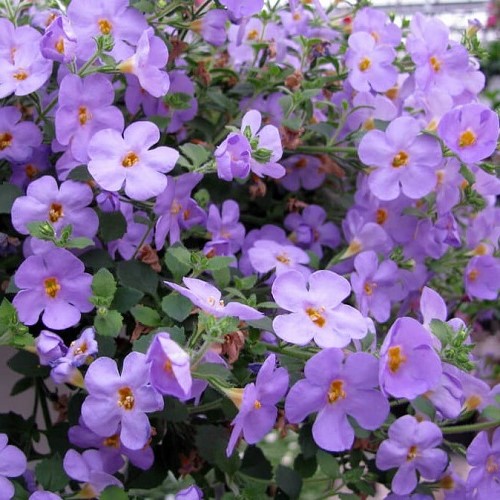 Bacopa Gulliver Lilac - 1.5Ltr