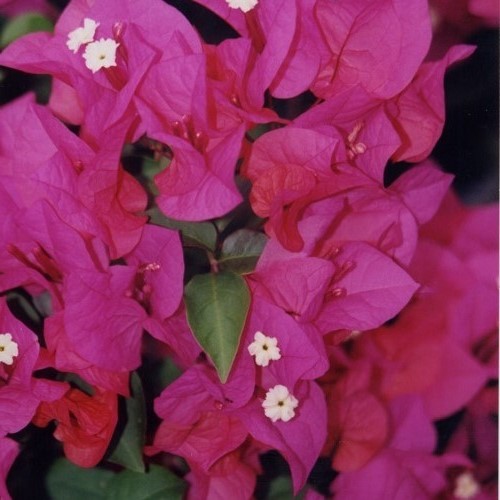 Bougainvillea Jazzi - 2Ltr
