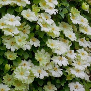 Clematis Guernsey Cream - 3.5Ltr