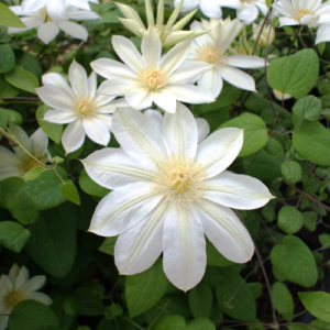 Clematis Wada's Primrose - 3.5Ltr