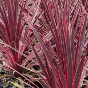Cordyline Paso Doble - 2.5Ltr
