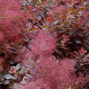 Cotinus Royal Purple, Smoke Bush - Pb6.5