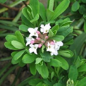 Daphne burkwoodii - Pb5