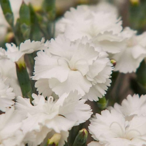 Dianthus Angel Of Purity, Carnation - 1.5Ltr - Image 2