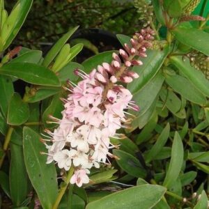 Hebe Temptation - 2.5Ltr