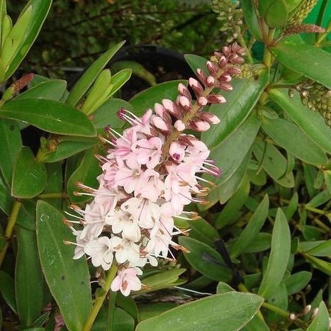 Hebe Temptation - 2.5Ltr