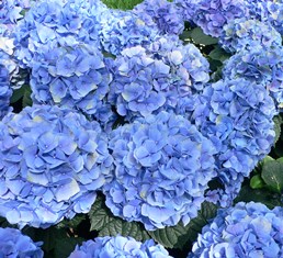 Hydrangea Flower Master Blue -Pb6.5/3.5Ltr