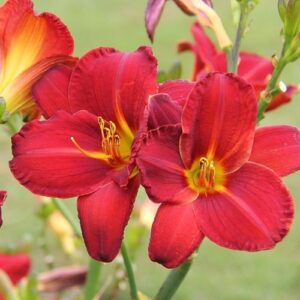 Hemerocallis Kent's Favourite, Daylily - 1.5Ltr