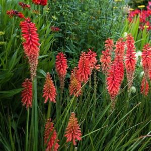 Kniphofia Tall Red, Torch Lily - Pb6.5