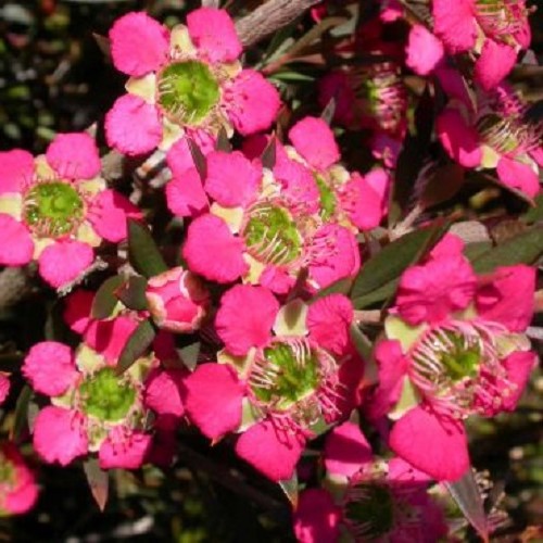 Leptospermum Outrageous, Tea Tree - 6Ltr - Image 2