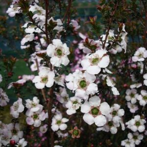 Leptospermum Cygnus, Manuka - Pb6.5