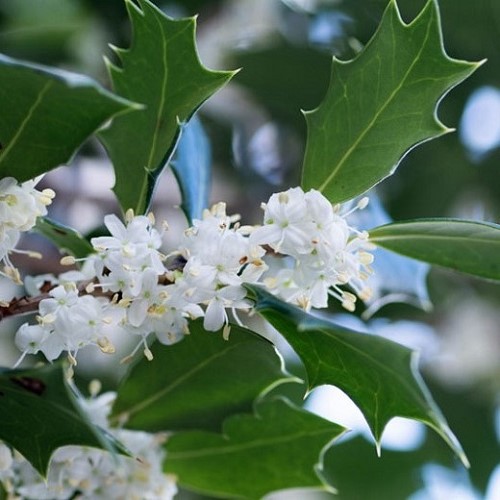 Osmanthus heterophyllus, Holly Osmanthus - 3.5Ltr - Image 2