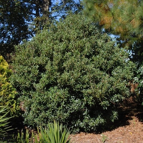 Osmanthus heterophyllus, Holly Osmanthus - 3.5Ltr