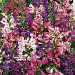 Penstemon Navigator - Pb3