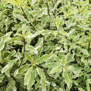 Pittosporum eugenioides Variegatum Minima - 6Ltr