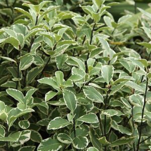 Pittosporum Golfball Silver 2Ltr PVR