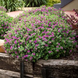 Polygala Little Charmer - 2.5Ltr