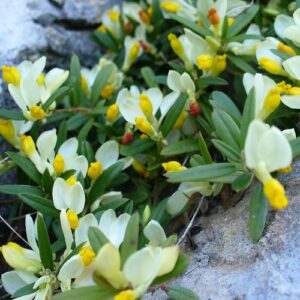 Polygala Lemon Delight - 1.5Ltr