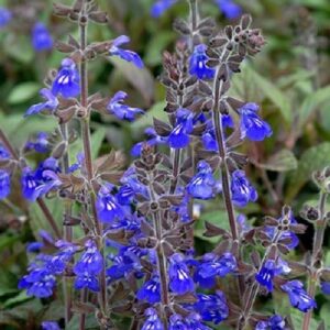 Salvia Aztec Blue 1.4Ltr