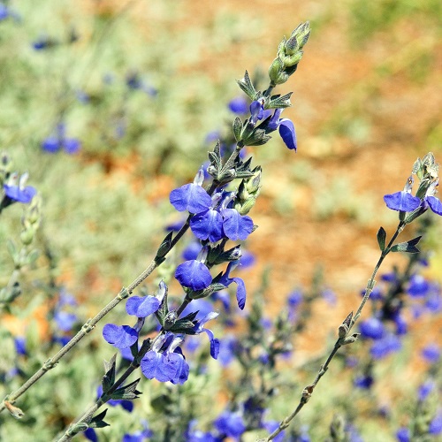 Salvia chamaedryoides, Germander Sage - 1.4Ltr - Image 2