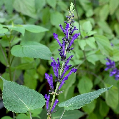 Salvia concolour - 1.4Ltr - Image 2