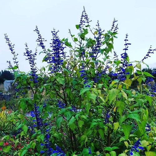 Salvia concolour - 1.4Ltr