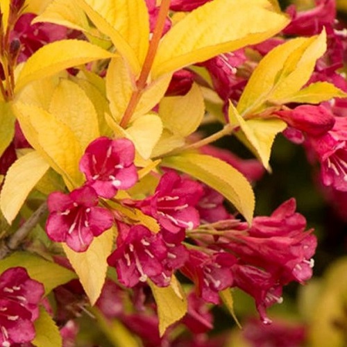Weigela Golden Dragon - 4.5Ltr - Image 2
