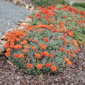 Arctotis x Fireball, African Daisy - 1.4Ltr