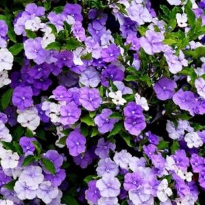 Brunfelsia Scent Sational, Yesterday, Today And Tomorrow- 3.5Ltr