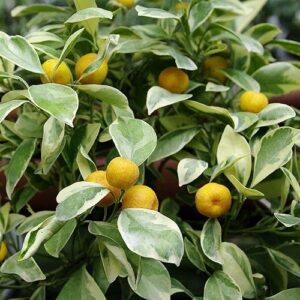 Citrus Calamondin Variegata - 4.7Ltr