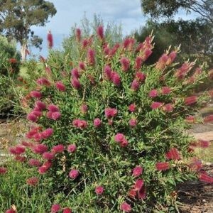 Callistemon citrinus Violet - Pb6.5