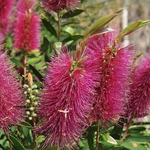 Callistemon citrinus Violet - Pb6.5 - Image 2