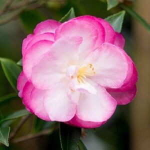 Camellia Sayaka - 2.5Ltr