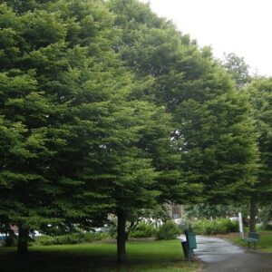 Carpinus betulus, Hornbeam - Pb12