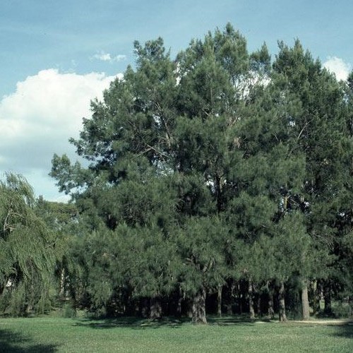 Casuarina cunninghamiana, River She-Oak - Pb6.5 - Image 2
