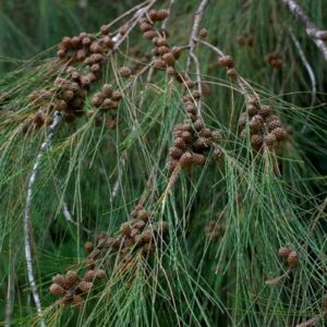 Casuarina cunninghamiana, River She-Oak - Pb6.5